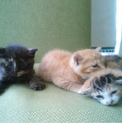 ３匹の仔猫里親募集中！