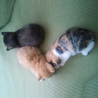 ３匹の仔猫里親募集中！ サムネイル2