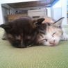 ３匹の仔猫里親募集中！ サムネイル3