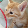 ３匹の仔猫里親募集中！ サムネイル5