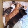 ３匹の仔猫里親募集中！ サムネイル4