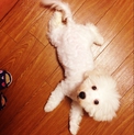 先住犬と合わず里親を募集してます