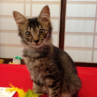 よくじゃれるフワフワ子猫