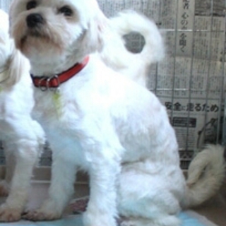 マルシーズー男の子推定3才