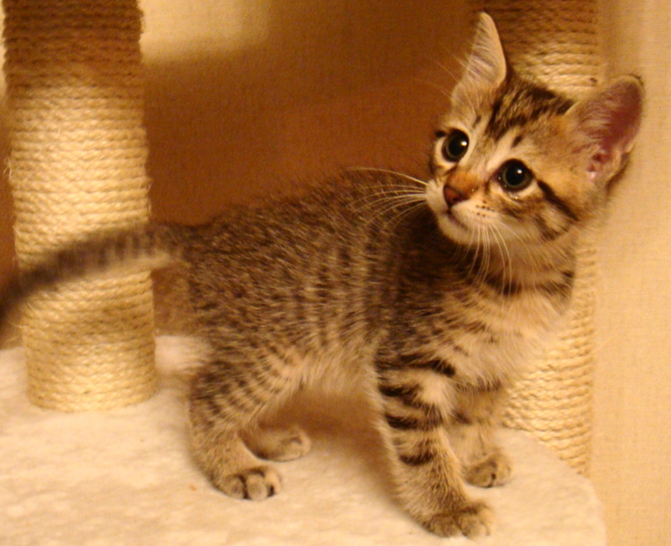 猫モデルのように可愛い 東京都 猫の里親募集 ペットのおうち 月間利用者150万人 猫モデルのように可愛い 東京都 猫の里親募集 ペットのおうち 月間利用者150万人