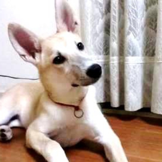 雑種♀推定5ヵ月のレアにご家族が出来ました♡