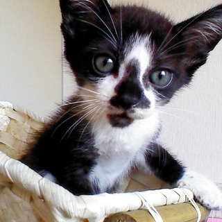 クロシロ子猫