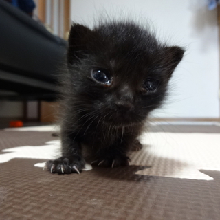 愛らしい子猫の里親さんを探しています