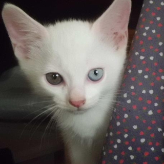 オッドアイの男の子