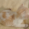 子猫の里親募集 サムネイル3