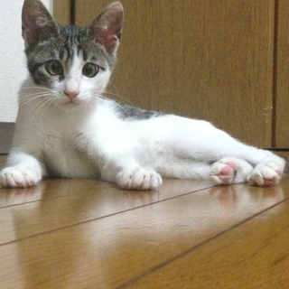 子猫を保護しています