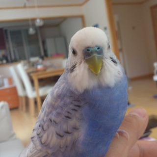 セキセイインコの里親を募集します。