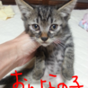猫好きな里親さん募集 サムネイル3