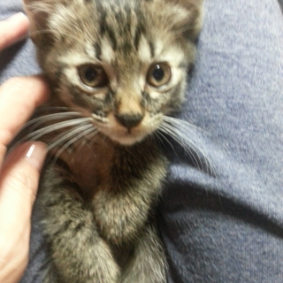 猫好きな里親さん募集