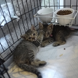 某保健所で処分待ちだったちび猫の２兄弟