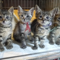 某保健所で処分待ちだったちび猫の4兄弟
