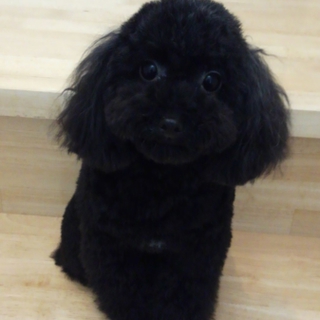 小ぶりトイプードル♀１歳