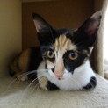 モード系の美人三毛猫
