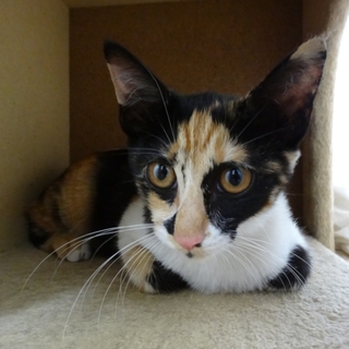 モード系の美人三毛猫