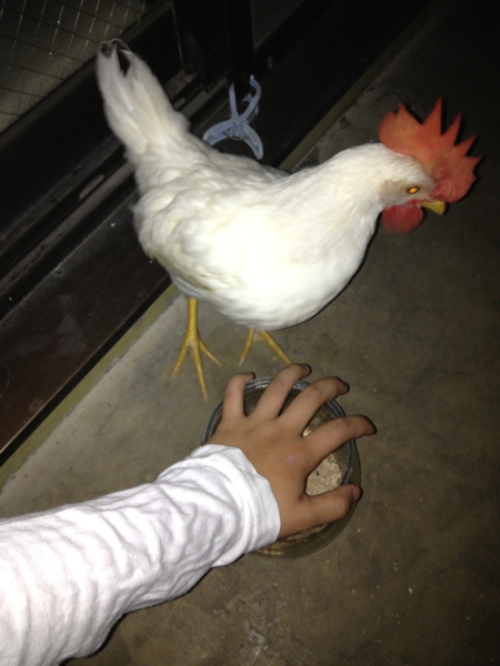 可愛いにわとりさんです 大阪府 鳥の里親募集 ペットのおうち 月間利用者150万人