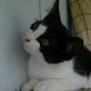 かわいい子猫です！