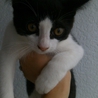 かわいい子猫です！ サムネイル2