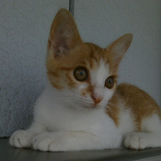 かわいい子猫です！