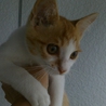 かわいい子猫です！ サムネイル2