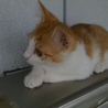 かわいい子猫です！ サムネイル3