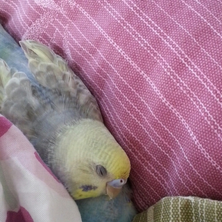 セキセイインコ(メス･オス)フェア