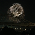 半長毛のミックス一ヶ月です