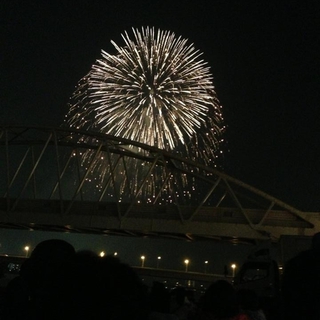 半長毛のミックス一ヶ月です