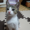 徳島県阿波市の5兄妹ネコ　1号いっくん（仮名）