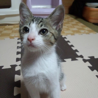 徳島県阿波市の5兄妹ネコ　1号いっくん（仮名）