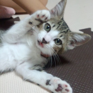 徳島県阿波市の5兄妹ネコ　2号にこちゃん（仮名）