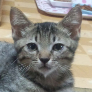 徳島県阿波市の5兄妹ネコ　5号ごまめ（仮名）
