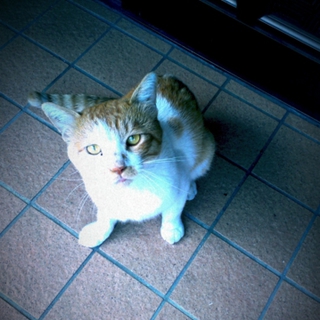 日本猫の里親募集中！