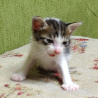 ずりちゃんの里親募集します。