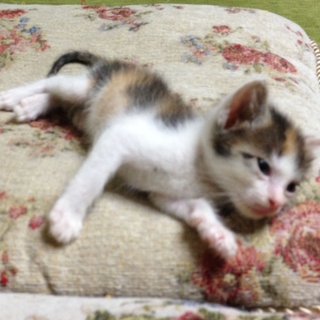 はつちゃんの里親を募集します。