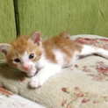 ももちゃんの里親を募集します。