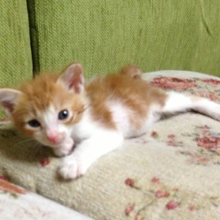 ももちゃんの里親を募集します。