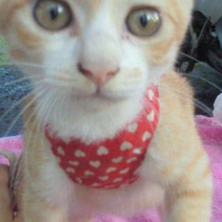 やさしい里親さん待ってます。