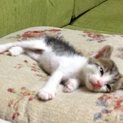 ればちゃんの里親を募集します。