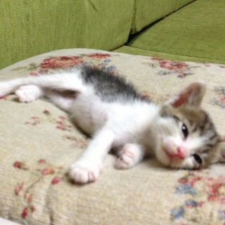 ればちゃんの里親を募集します。