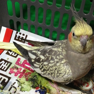オカメインコちゃん