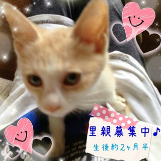 甘えん坊の薄茶とらくん