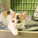 かわいい白三毛さんです。