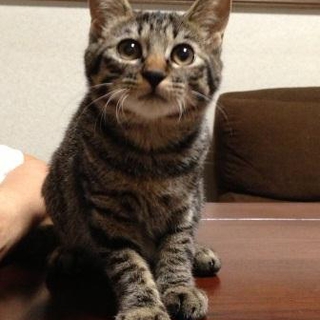 船橋市よりキジトラ５月生まれメス