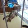 里親募集 サムネイル3