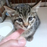 里親募集 サムネイル5